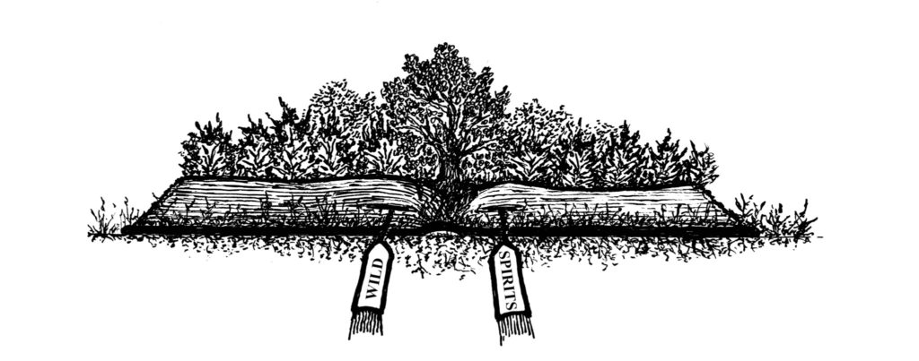 Wild Spirits open book with trees growing out of it illustration